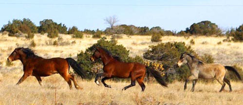 Horses racing