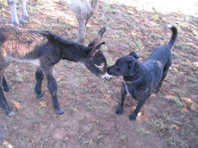 Baxter and Cleopatra are instant friends