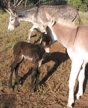 Cousin Charlie becomes Cleopatra's babysitter and playmate