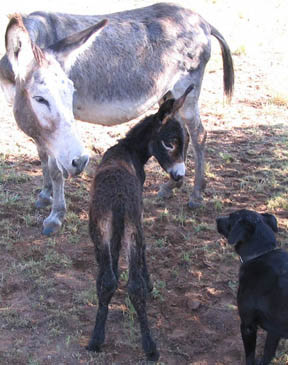 Our guardian dog, Baxter, makes friends with Cleopatra