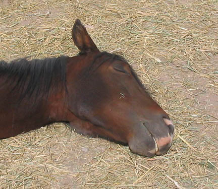 Why does this stallion have such a look of bliss on his face?